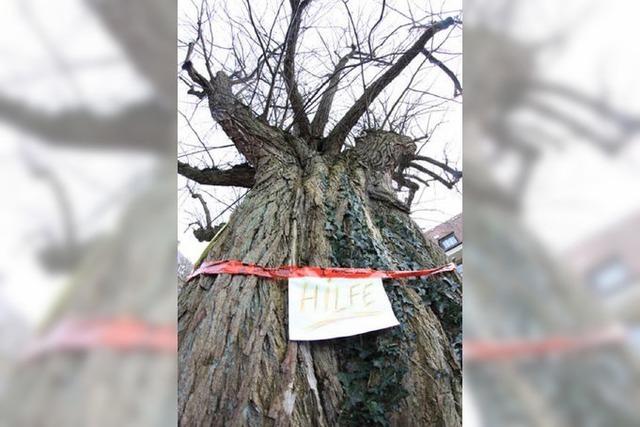 Versuchen Wiehremer Wutbrger, eine Baumfllung zu verhindern?