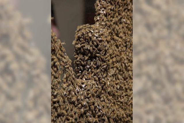 Video: Bienenvolk verirrt sich auf den Mnsterplatz