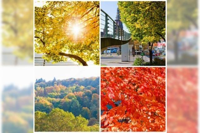 Foto-Galerie: Hach, Herbst!