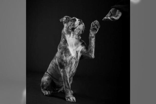 Dieser Freiburger fotografiert Hunde - beruflich