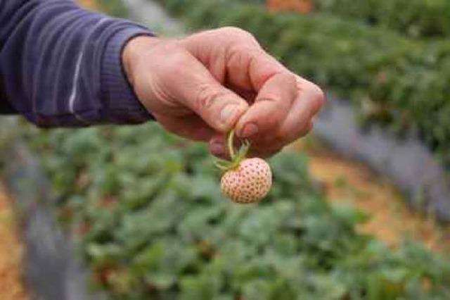 Ein Buchholzer Bauernhof verkauft die seltenen Ananas-Erdbeeren