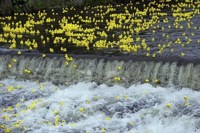 Rund 7000 kleine gelbe Plastikentchen schwimmen zugunsten der Klinikclowns um die Wette