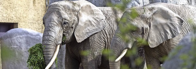   | Foto: zur Verfgung gestellt von Zoo Basel