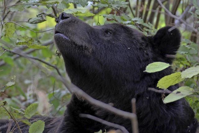 Vortragsveranstaltung mit dem Wildbiologen Peter Srth