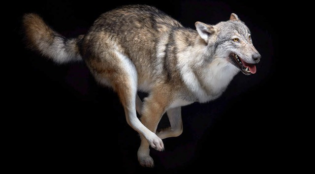 Schauplatz Natur: Die neue Dauerausste... dem Jura, darunter  auch einen Wolf.   | Foto: Gregor Brndli