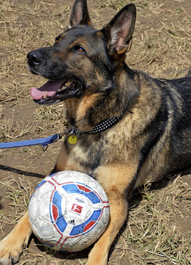 Schferhund mit Ballbesitz  | Foto: Edgar Steinfelder