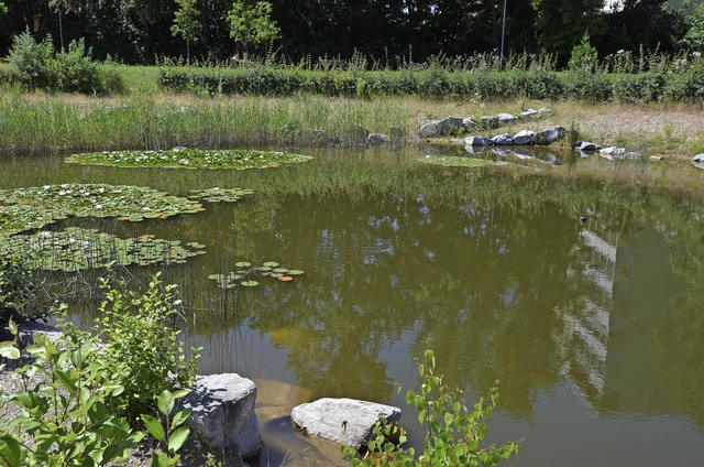 Derzeit ohne Wasserfontne: Teich an der Tulpenbaumallee   | Foto: Roch