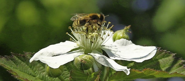 Auch Nutzpflanzen sind eine Zier: Biene auf Brombeerblte   | Foto: volker huber