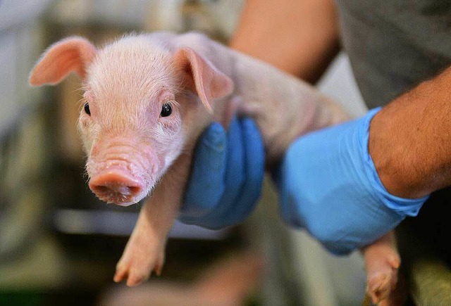 In manchen Stllen geschundene Geschpfe.   | Foto: DPA