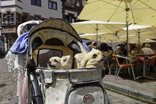 Hundedamen mit Chauffeur