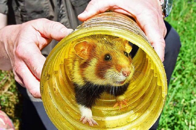 Existenz der Mannheimer Hamster muss gesichert werden