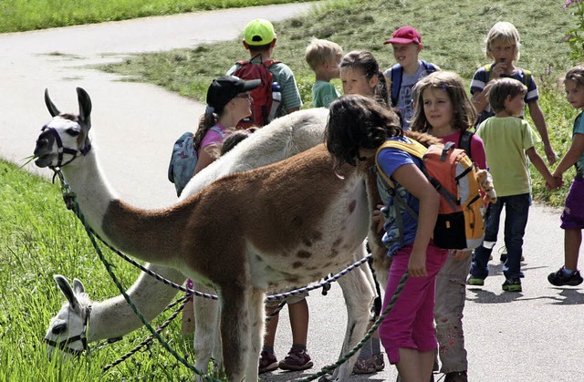 Auch ein Besuch bei den Lamas in Weite...ellen Maulburger Kinderferienprogramm   | Foto: zvg