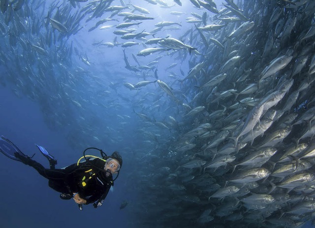 Den Menschen die Schnheit der Unterwa... ist das Anliegen von Cline Cousteau   | Foto: Capkin van Alphen