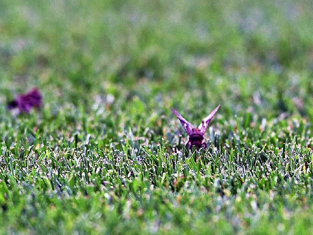 Motten auf dem Rasen im Stade de France  | Foto: dpa