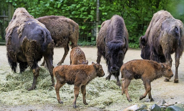 Die Bisons und ihre Jungen   | Foto: Zoo Basel