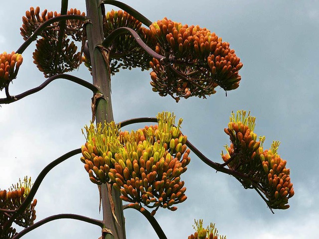 Der Bltenstand der Agave misst vier Meter.  | Foto: Claudia Bachmann-Goronzy