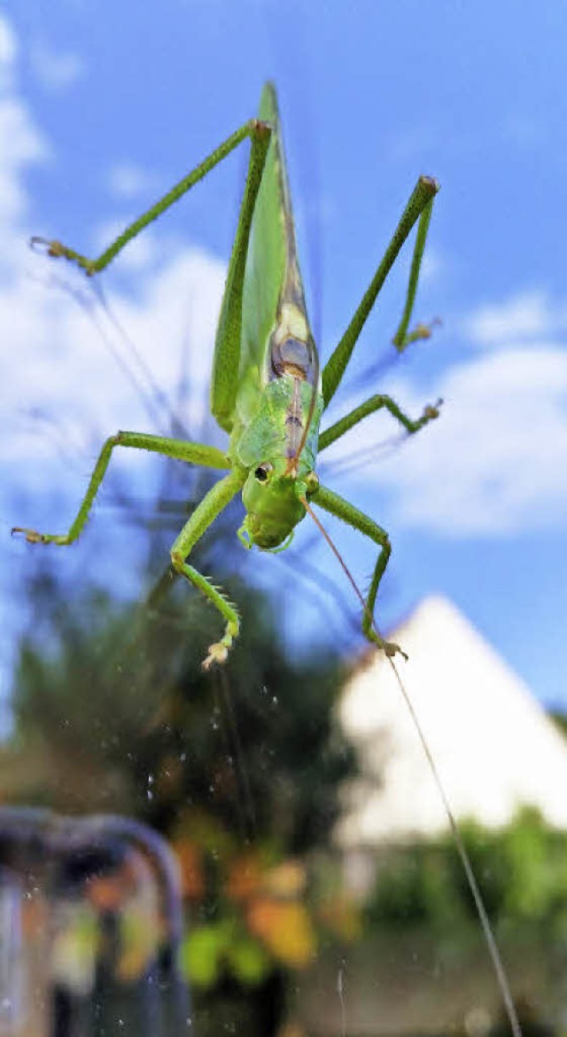   | Foto: Sigrid Leder-Zuther