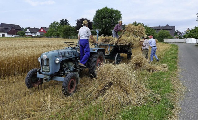 Die Weizenernte wie vor ber 50 Jahren liefert die Garben frs Dorfjubilum.   | Foto: Dieter Fink