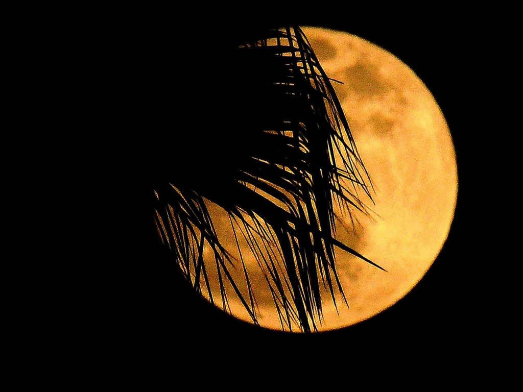 Mond hinter Palmen, Los Angeles, USA