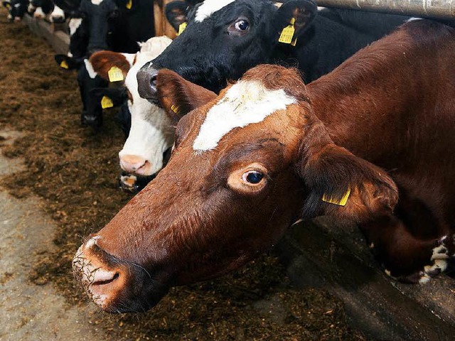 Das Futter muss gentechnikfrei sein. | Foto: dpa Das Futter muss gentechnikfrei sein. | Foto: dpa
