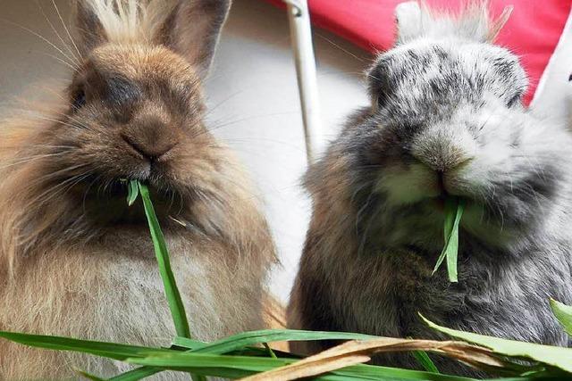 Die Chinaseuche bedroht Kaninchen in Sdbaden