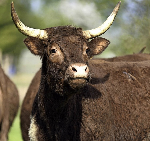 Salers-Rinder drfen auch im  neuen Schonwald weiden.   | Foto: Thomas Kaiser/GEmeinde