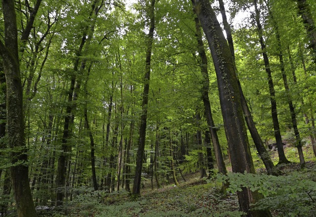 Der Degerfelder Wald soll durch die Fl... sein, wnschen sich die Beteiligten.   | Foto: Gerigk