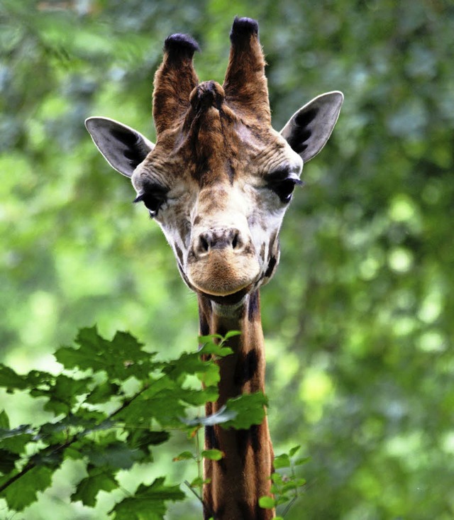 Giraffenbulle Jasho aus dem Schweriner Zoo starb am Montag.   | Foto: dpa