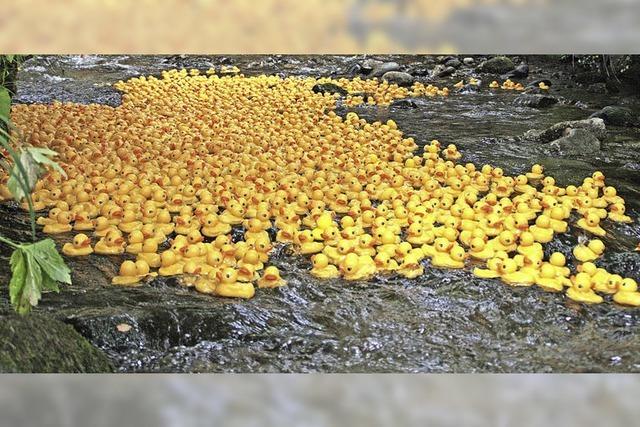 2300 Enten im gelben Trikot