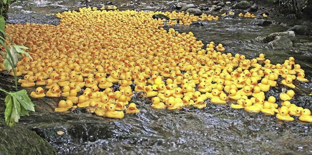 Hunderte gelbe Enten machten sich beim... schwimmend auf den Weg zur Talvogtei.  | Foto: Gerhard Lck