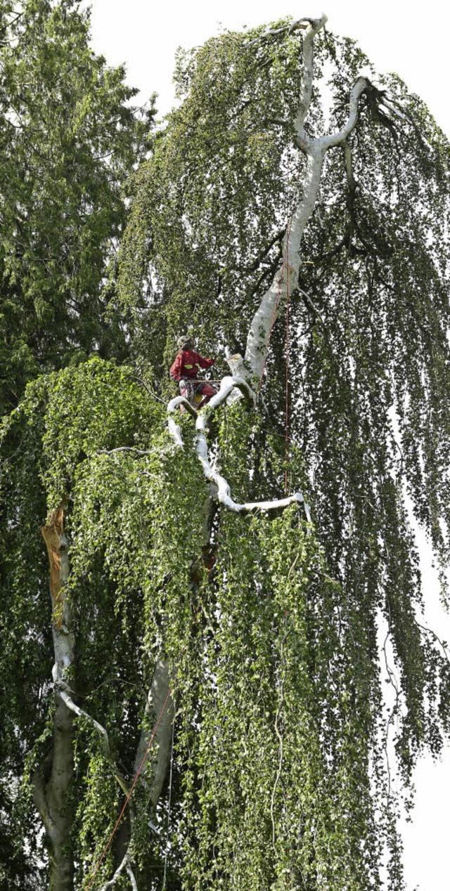 Freund der leidenden Bume: Baumpflege...uf einer Trauerbuche im Jgerhusleweg  | Foto: Ingo Schneider