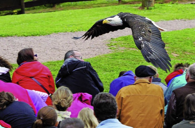 Beeindruckend: der Weikopfseeadler des Vogelparks Steinen im Anflug  | Foto: Vogelpark Steinen, Angelika Schmidt