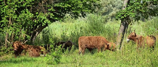 Keine Angst vor groen Tieren mssen d...em Naturschutzgebiet im Dreilndereck.  | Foto: Annette Mahro