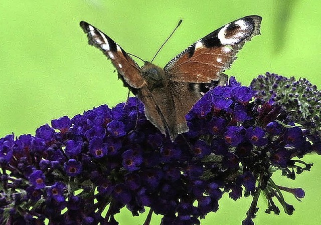 Nicht nur  der Bluling (oben) ist  ra...uf vermeintliches Unkraut angewiesen.   | Foto: aboreg/fotolia.com/Dorothee Phlipp