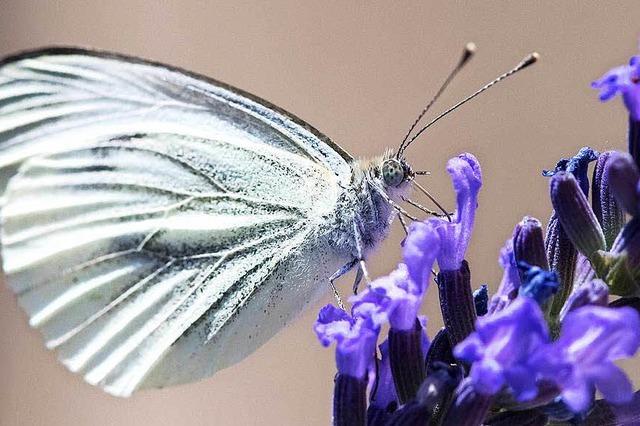 Bestand der Schmetterlinge nimmt dramatisch ab – auch in Sdbaden