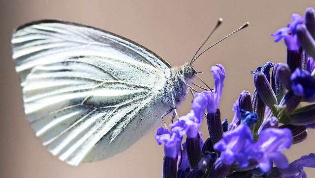 Schmetterlinge sind nicht nur hbsch, ..., Raps oder Birnen enorm wichtig sind.  | Foto: dpa