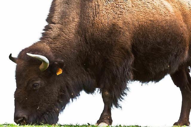Bison attackiert Pfleger im Schwarzwaldpark – Tiere nach Ausbruch aus Gehege wieder eingefangen