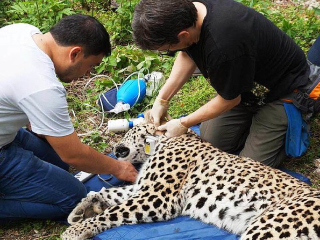 Ab in die Freiheit: Die Wissenschaftle...alsbnder mit Sendern an den Tieren an  | Foto: Yuri Sochnev, WWF Russia