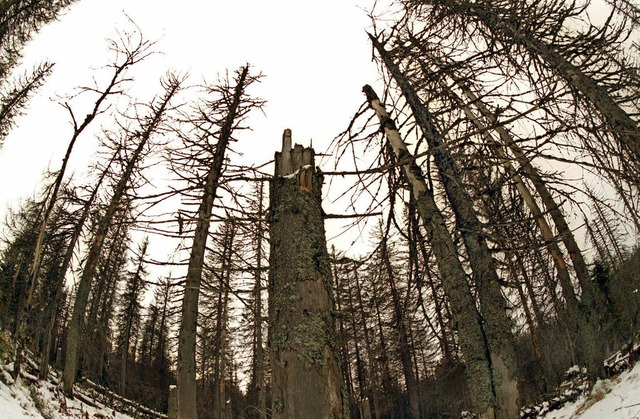 Erst stirbt der Wald<ppp></ppp>  | Foto: dpa