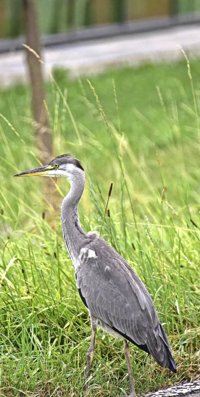   | Foto: Hans-E. Meidhof