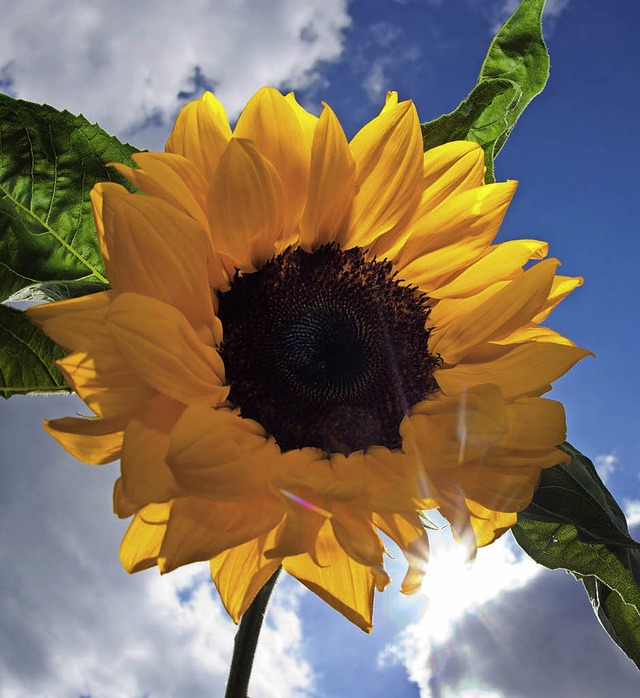 Sommer, Sonne, Sonnenblume: Der Juli war warm und trocken, aber nicht zu hei.   | Foto: dpa