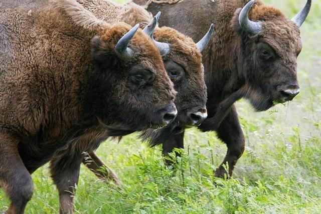 Zweiter Bison stirbt im Schwarzwaldpark– Ursache unklar