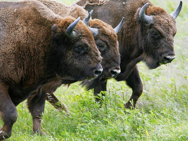 Symbolbild: Woran sind die Bisons im Lffinger Schwarzwaldpark gestorben?  | Foto: dpa