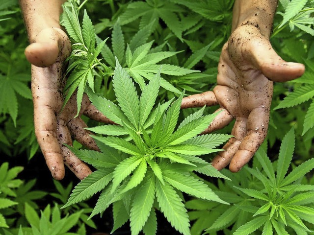 Cannabis-Pflanzen  | Foto: dpa