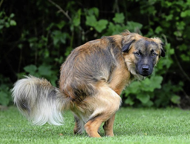 Der Hund geht einem ganz natrlichen D...die Hinterlassenschaften zu entsorgen.  | Foto: symbol-Foto: Fotolia.com/Carola Schubbel