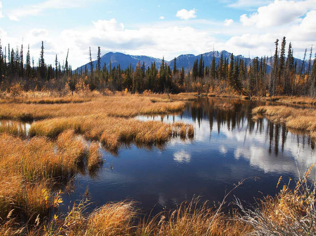 Yukon Territory, Alaska HighwayFotograf: Peter EichinBZ Fotosommer, Thema: Reisen