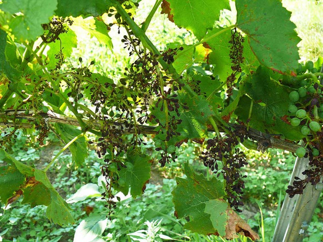 So sehen die Schden an den Beeren durch den Peronospora-Pilz aus.  | Foto: Weinbauinstitut WBI