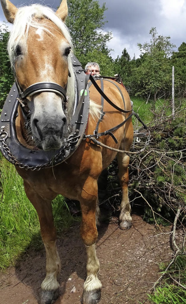 Umweltschonend: Pferde beim Waldeinsatz   | Foto: nationalpark