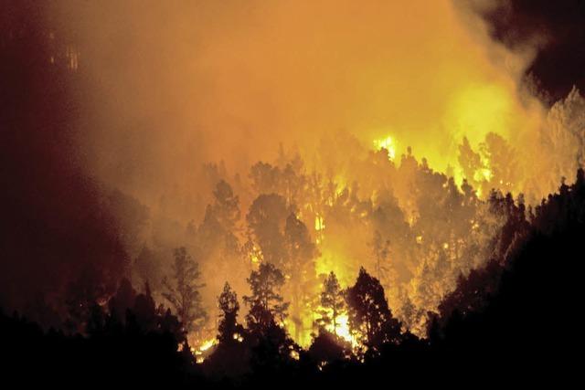 Feuer auf La Palma vernichtet 4000 Hektar Wald