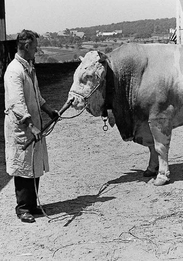 1966 schlug der Bulle Smann alle Konk... Siegertrophe an die Hrner geheftet.  | Foto: Armin E. Mller